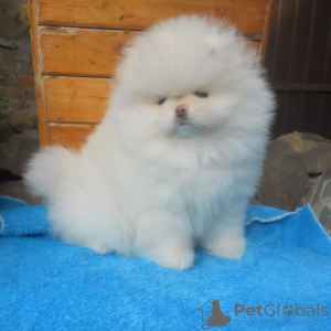 Photo №3. Playful Pomeranian puppies. Germany