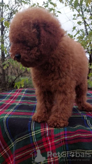 Photo №2 to announcement № 122126 for the sale of poodle (toy) - buy in Ukraine private announcement, from nursery, breeder