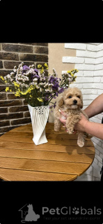 Photo №2 to announcement № 163099 for the sale of poodle (toy) - buy in Germany private announcement, from the shelter