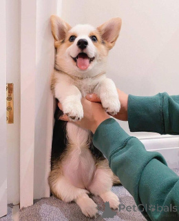 Photo №2 to announcement № 135111 for the sale of welsh corgi - buy in United States breeder