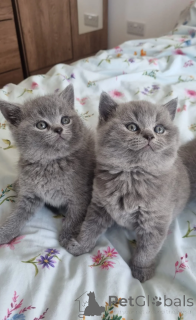 Photo №1. british shorthair - for sale in the city of Darmstadt-Dieburg | 361$ | Announcement № 172298