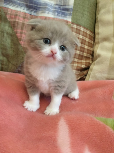 Photo №2 to announcement № 1417 for the sale of scottish fold - buy in Ukraine breeder