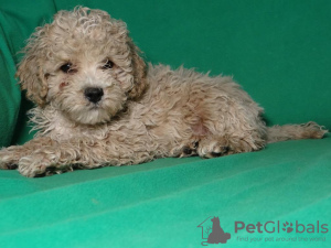 Additional photos: Real maltipu puppies (toy poodle). Boys.