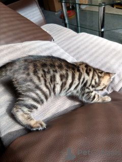 Photo №4. I will sell bengal cat in the city of Гронинген. private announcement, breeder - price - 370$