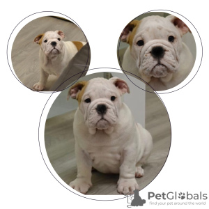 Photo №2 to announcement № 8035 for the sale of english bulldog - buy in Russian Federation breeder