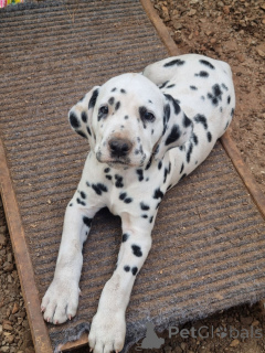 Photo №2 to announcement № 173943 for the sale of dalmatian dog - buy in Finland 