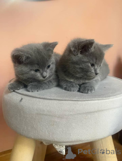 Photo №2 to announcement № 158803 for the sale of chartreux - buy in Germany private announcement