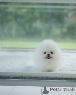 Photo №2 to announcement № 154954 for the sale of pomeranian - buy in Germany breeder