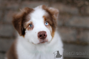 Photo №3. australian shepherd. Belarus