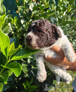 Photo №4. I will sell lagotto romagnolo in the city of Kragujevac.  - price - negotiated