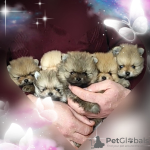 Photo №1. pomeranian - for sale in the city of Minsk | 302$ | Announcement № 90432