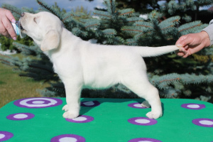 Photo №4. I will sell labrador retriever in the city of Izhevsk. private announcement, breeder - price - Negotiated