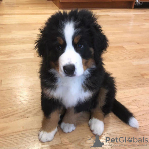 Photo №2 to announcement № 23736 for the sale of bernese mountain dog - buy in Germany 