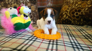 Photo №1. jack russell terrier - for sale in the city of Moscow | 564$ | Announcement № 4615