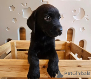 Photo №1. labrador retriever - for sale in the city of Berlin | negotiated | Announcement № 156077