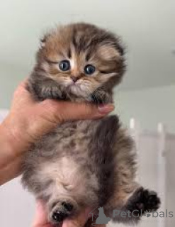 Photo №2 to announcement № 163482 for the sale of munchkin - buy in Austria private announcement, breeder