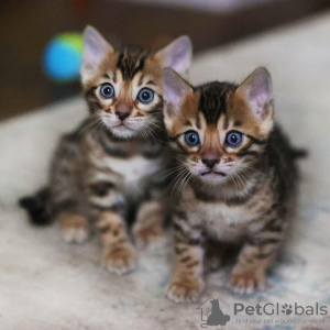 Photo №1. bengal cat - for sale in the city of Paris | negotiated | Announcement № 120533