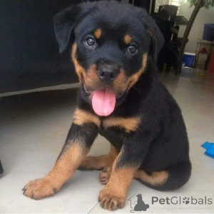 Photo №3. The rottweiler puppies available Business WhatsApp 37256348129. Finland