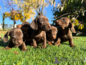 Photo №1. dachshund - for sale in the city of Romano-Di Lumbardia | negotiated | Announcement № 160829