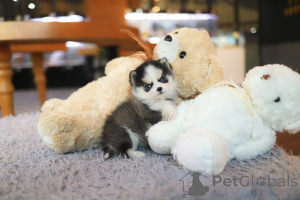 Photo №4. I will sell pomeranian in the city of Florida City. breeder - price - negotiated