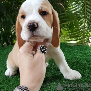 Photo №4. I will sell beagle in the city of Berlin. private announcement - price - 380$