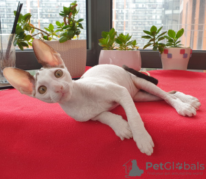 Photo №1. cornish rex - for sale in the city of St. Petersburg | 1774$ | Announcement № 11717