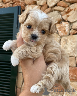 Photo №1. maltipu - for sale in the city of Etten-Leur | negotiated | Announcement № 159935