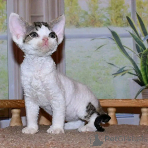 Photo №2 to announcement № 138853 for the sale of devon rex - buy in Germany private announcement, breeder