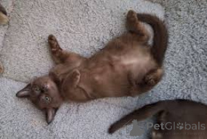 Photo №2 to announcement № 166944 for the sale of burmese cat - buy in Finland private announcement, breeder