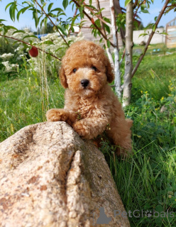 Photo №1. poodle (toy) - for sale in the city of Minsk | 397$ | Announcement № 75250