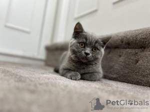 Photo №1. british shorthair - for sale in the city of Trier | 370$ | Announcement № 108594