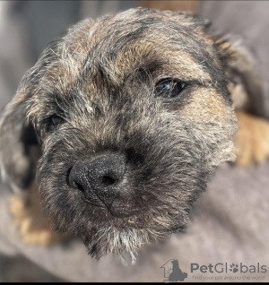 Photo №1. border terrier - for sale in the city of El Guabo | 650$ | Announcement № 56331