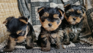 Photo №3. Healthy Passionate Yorkshire Terrier Puppies for loving homes. Germany