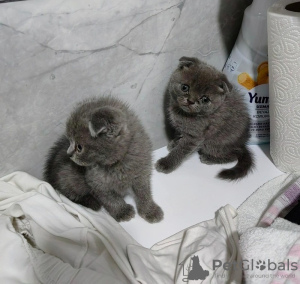 Photo №1. scottish fold - for sale in the city of Brussels | 264$ | Announcement № 117403