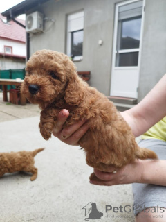 Additional photos: Miniature poodle