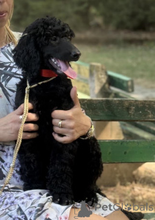 Photo №2 to announcement № 175428 for the sale of poodle (royal) - buy in Serbia breeder