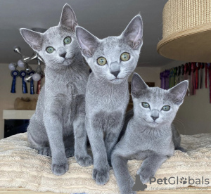 Photo №1. russian blue - for sale in the city of Франкфурт-на-Майне | negotiated | Announcement № 93595