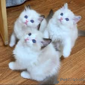 Photo №1. ragdoll - for sale in the city of Paris | 516$ | Announcement № 166779