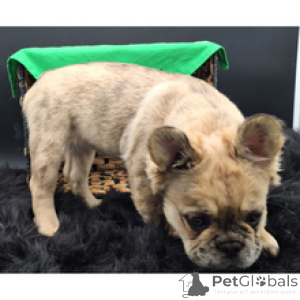 Photo №4. I will sell french bulldog in the city of Berlin. breeder - price - 465$