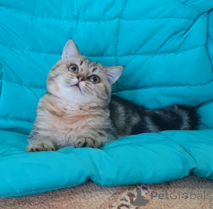 Photo №4. I will sell scottish straight in the city of Tambov. breeder - price - 457$