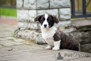 Photo №2 to announcement № 155620 for the sale of welsh corgi - buy in Russian Federation from nursery