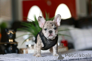 Photo №4. I will sell french bulldog in the city of Флорида Сити. breeder - price - 1500$
