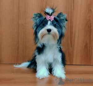 Photo №1. yorkshire terrier - for sale in the city of Балыкесир | negotiated | Announcement № 31991