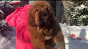 Photo №2 to announcement № 8931 for the sale of tibetan mastiff - buy in Russian Federation breeder