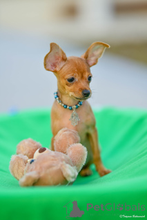 Photo №3. Toy terrier Russian Toy puppies with pedigree. Israel