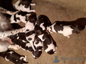 Photo №2 to announcement № 72134 for the sale of  - buy in Serbia breeder