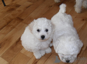 Photo №1. bichon frise - for sale in the city of Cavan | negotiated | Announcement № 158259