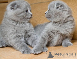 Photo №2 to announcement № 124251 for the sale of scottish fold - buy in Netherlands 