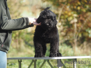 Photo №4. I will sell black russian terrier in the city of Rzeszów. breeder - price - 2113$