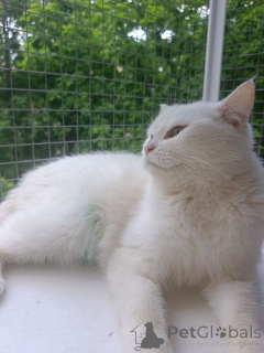 Photo №4. I will sell  in the city of Moscow river. private announcement - price - Is free